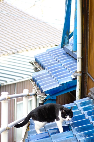 猫と見つめ合ってみた。屋根が後ろに伸びている感じを出したくて縦位置で（2014年1月 ソニー DSC-RX10）