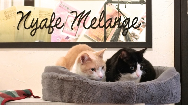 今回おじゃました、恵比寿にある猫カフェ「Nyafe Merange」（ニャフェ・メランジェ）。無線LAN完備。キャッチフレーズは「猫と癒しと無線LAN」……って素晴らしすぎます。ぜひどうぞ（2014年3月 カシオ EX-10）