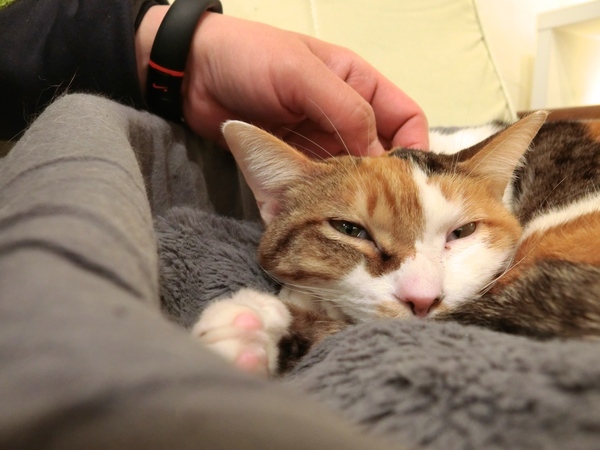 自分撮りセルフタイマーで寝てる猫をなでながら撮影（2014年3月 カシオ EX-10）