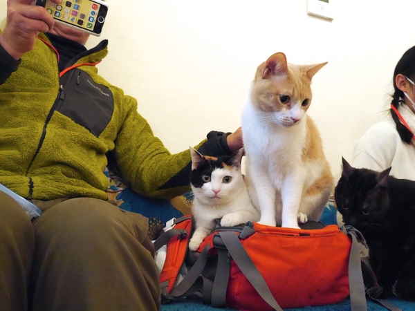Wi-Fiを使ってバッグの上にいる猫を撮影。これはけっこう使える機能。猫カフェで猫を撫でながら撮りたい人にお勧め（2014年3月 パナソニック DMC-GF6）