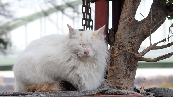 ちょこんと座って目をつぶってた長毛ふさふさ猫。這いつくばって地面スレスレアングルで撮ってみた。寒い冬の日だったのだけど、ふさふさしてるから気持ちよさそう（2014年2月 オリンパス Stylus 1）