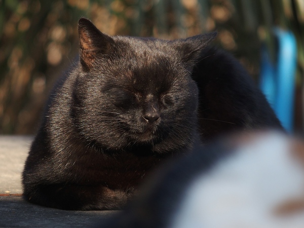 目も口も閉じてるから単なる黒いもふもふしたかたまりに見えます。黒猫をキリッと撮る時は目や口がはっきりしてる方がいいんだけど、今回はもふもふ感を出すためにあえて閉じてるとこを撮ってみた（2014年2月 オリンパス Stylus 1）