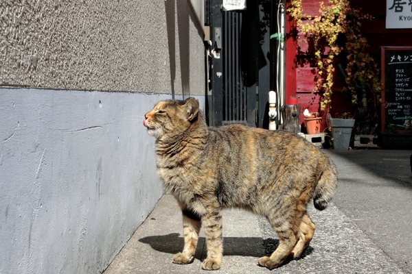 偶然撮れた舌写真。猫が日向にでてきた、ってんでしゃがんでシャッターを切ったら、見事、壁に向かって舌を出した瞬間でした（2014年3月 カシオ EX-10）