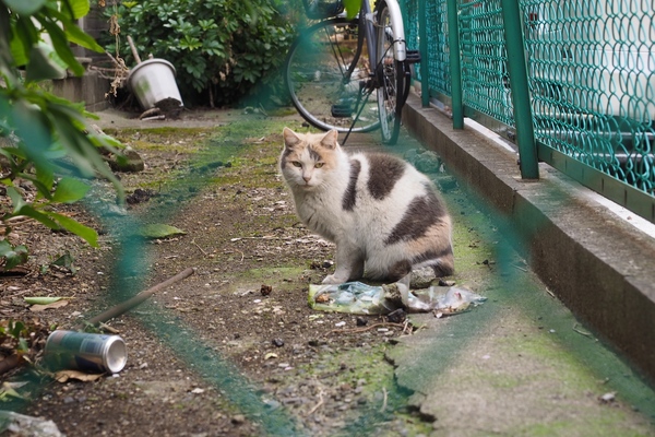 しゃがんだ状態で撮影。こっちがしゃがんでもまだ猫目線より高い。フェンスの網にひっかからないアングルを選んで撮影（2014年4月 オリンパス OM-D E-M1）