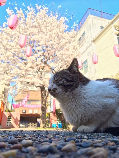 iPhone逆さ撮りで桜と猫。猫が日陰にはいっちゃったのが残念（2014年3月 アップル iPhone 5s）