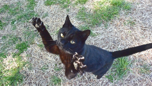 黒猫がジャンプした瞬間をゲット。くわっと見開いた目と爪が野性的すぎていい（2014年4月 ニコン Nikon 1 V3）