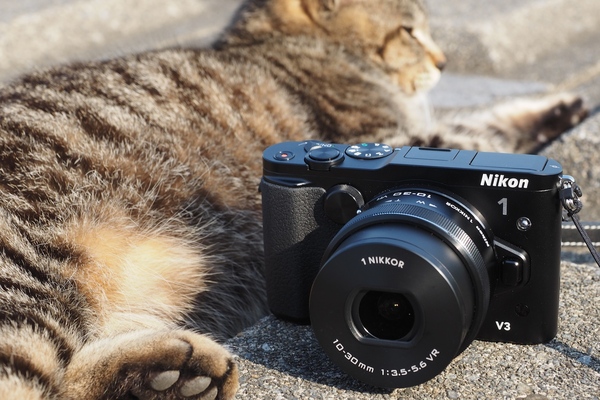 発売されたばかりの「Nikon 1 V3」と猫。レンズは電動ズームの10-30mm。猫を撮るなら望遠系ズームレンズと、明るい単焦点レンズも揃えたい。別売りでEVFもつけられる