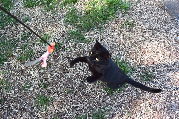 目の前でオモチャをひらひらさせてみたらさっそく飛びつく黒猫（2014年4月 ニコン Nikon 1 V3）