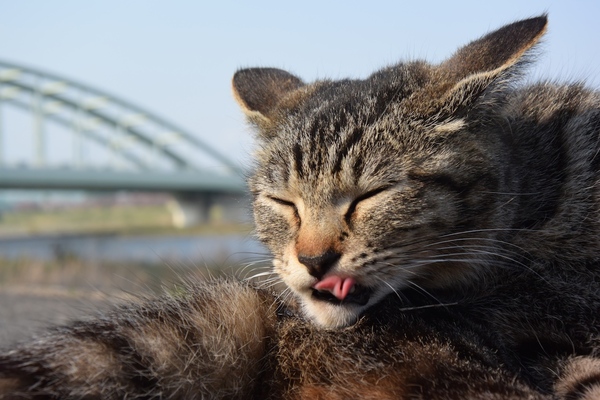 舌の形が可愛いキジトラ猫（2014年4月 ニコン Nikon 1 V3）