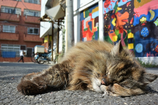 アスファルトにぺたんと張り付いて寝てるふさふさ猫。首輪をしてたので飼い猫である。人通りが少ないので猫も余裕（2014年4月 ニコン Nikon 1 V3）