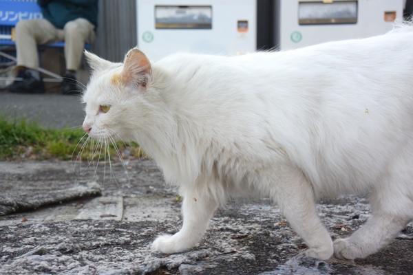 長毛な白猫。人なつこくはないんだけど、一緒に歩く分には大丈夫でした。歩く猫の姿って動物のしなやかさがいい（2014年4月 ニコン Nikon 1 V3）