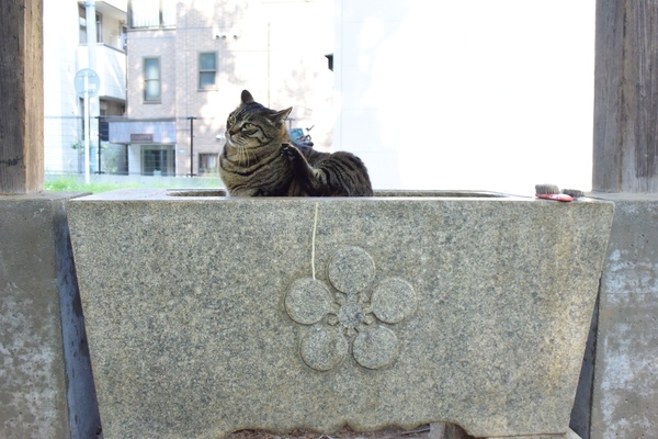 猫の様子がわかるよう真横から撮ってみた（2014年4月 ニコン Nikon 1 V3）