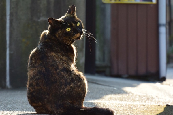 塀の裏でのんびりくつろいでた猫を望遠で。逆光をうまく使うと毛が輝いてくれます（2014年4月 ニコン Nikon 1 V3）