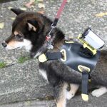 ペット×デジタル、愛犬にアクションカムを装着すると何が見える？
