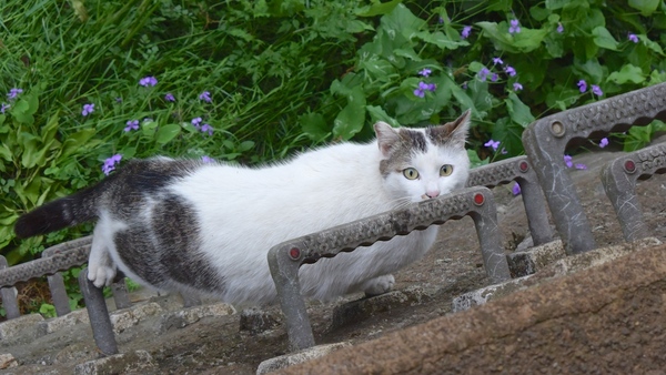 壁に据え付けられたメンテナンス用の足場を使って器用に上がってきた猫。まさか人間に見つかるとは思わず、目が合って「あっ」と思った瞬間（2014年5月 ニコン Nikon 1 V3）