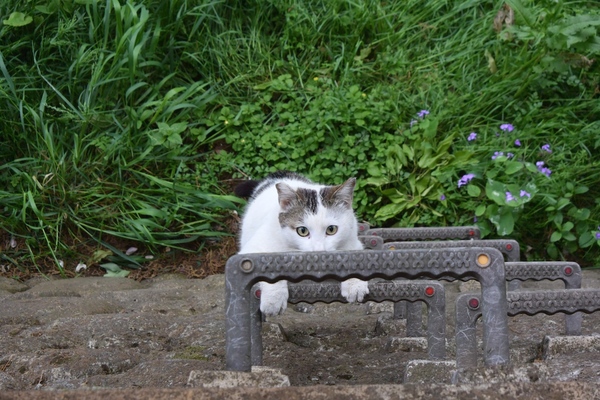 器用に上がってくる猫を正面から。やっぱ猫は器用で面白い。このまま邪魔しては悪いので、1枚撮ったあとでどいてあげました（2014年5月 ニコン Nikon 1 V3） 