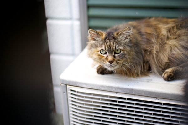 エアコン室外機の上でくつろいでた長毛猫。目が合ったのでじーっと見つめ合ってみた。美猫です。さすが飼い猫（2014年5月 ニコン D600）