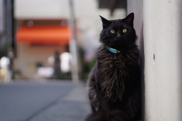 凛々しい黒猫。人通りがあまり多くない生活道路の隅で日向ぼっこをしておりました。胸元の毛がふさふさなので、親か祖父母か祖先だかに長毛種がいたのだろう（2014年3月 ソニー α6000）