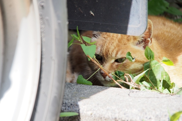 クルマの後ろに隠れてる猫をそっと狙ってみた（2012年5月 オリンパス OM-D E-M5）