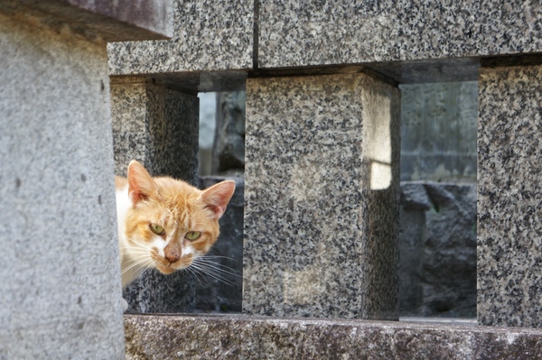 お寺かどっかだったと思う。猫とわたしでほぼ同時に相手を発見し、その場でじっと見つめ合ったの図（2010年7月 ソニー NEX-3）