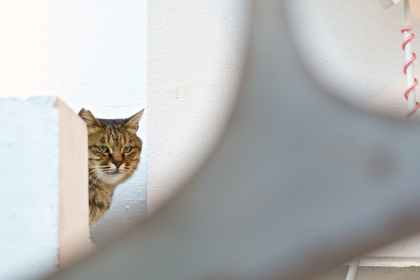 猫と私の間に壁やら手すりやらいろいろあるんだけど、その隙間からうまく覗いてみた。猫的にはうまいこと隠れてるつもりのようで警戒してない、というかのほほんとしすぎ（2012年12月 オリンパス E-M5） 