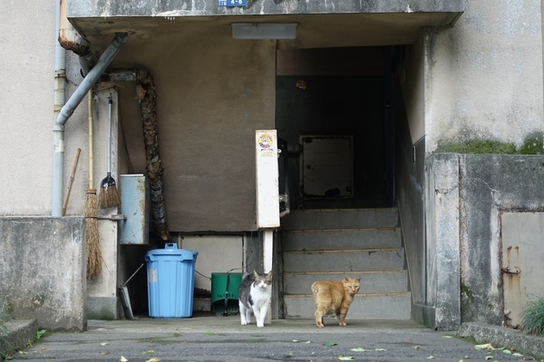 数十年の時を経て現役の昭和なアパートの前で猫。団地猫好きにはたまりません（2014年6月 ソニー DSC-RX100M3）