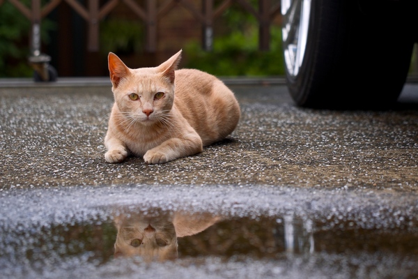 車の下から這い出た猫と目が合ったので、撮ろうと思った瞬間、水たまりを発見。顔が水たまりに映る角度を探してたら「こいつ何をしてんだ？」という目で見られちゃいました（2014年6月 オリンパス OM-D E-M1）