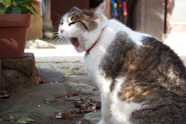 人なつこい飼い猫。下の歯はあるけど、上の犬歯が見当たらない。舌がくるっとまるまってていい（2013年8月 オリンパス OM-D E-M5）