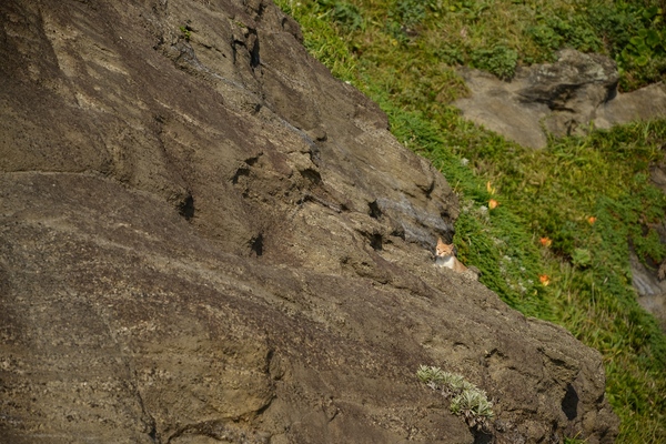 崖の中腹に猫を発見したので、下から見上げてみた。これからどこを歩こうか考えているらしい（2014年7月 ニコン D600）