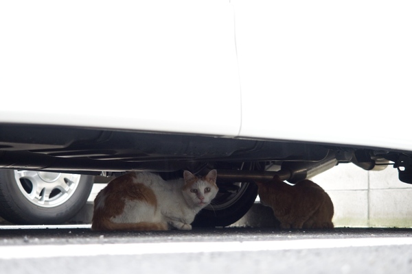 駐車場で2匹の猫が雨宿り。この2匹はみんなにカメラを向けられてちょっと困り顔。何人もの老若男女が車の下を覗き込んでる姿はなかなか壮観でありました（2014年7月 オリンパス E-M1）