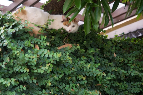 塀の上で道往く人を見下ろしていたふさふさ猫。近所で飼われているのでしょう。美猫でありました（2014年7月 オリンパス E-M1）