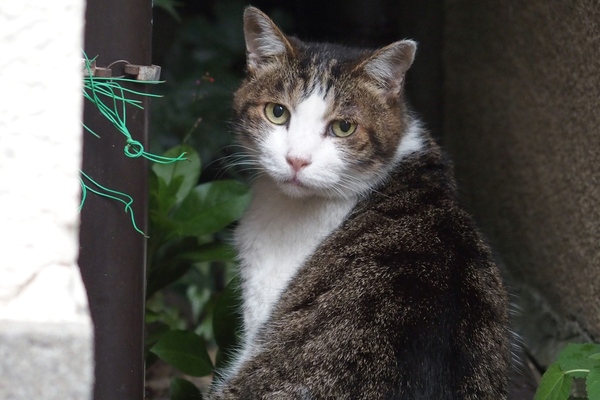 日本の家って、家と家の間に狭い数10cmの隙間がある。猫にとってはおあつらえむきの道。そんなとこにちょこんと座っていたのを発見（2014年7月 オリンパス Stylus 1）
