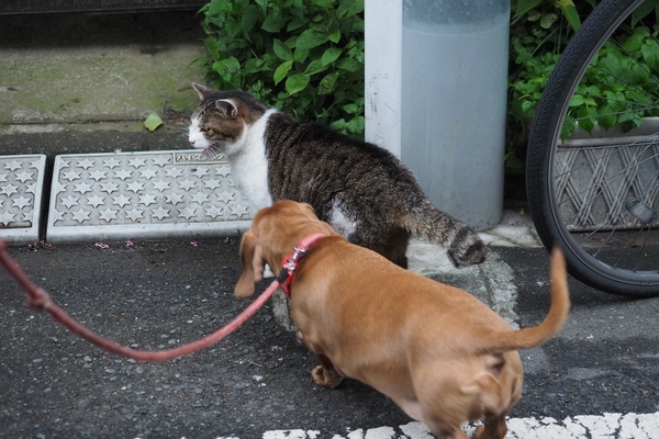 仲良くお散歩の図。猫はツンデレ気味で、犬の方がご執心（2014年7月 オリンパス E-M1）