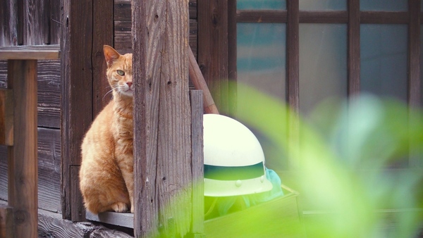 古いおうちの前。玄関の柱に半分隠れてじっとこっちを見てるチャトラ猫（2014年7月 OLYMPUS Stylus 1）