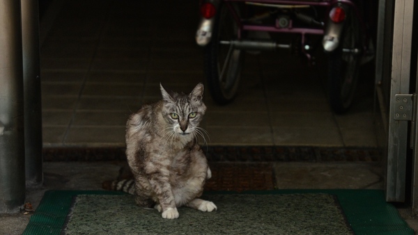 キリッとした顔とポーズがたまらん昭和猫。この古ぼけたマンションにこのワイルドな猫がよく似合う（2014年7月 ニコン D600）