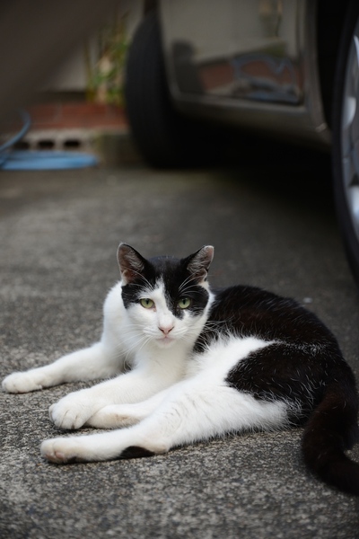 黒い毛が左目に少しかかっているのがカッコいい白黒の猫（2014年7月 ニコン D600）