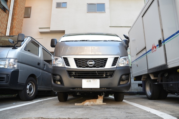 夏の駐車場猫。望遠で顔のアップも撮ったけど、やっぱ駐車場っぽさがおもしろいよな、と広角で狙いなおしてみた。細かい事だけど、車のナンバーはぼかしております（2014年7月 ニコン D600）