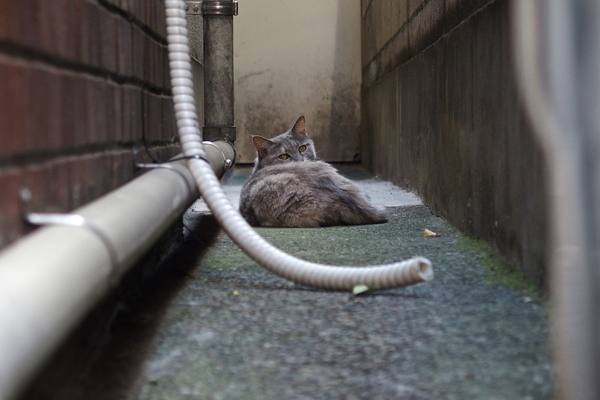 日本の建築は隣との間にちょっとだけ隙間を空けて建てるので、猫的にはありがたいのである。奥の方でこっそり休んでた猫を発見して望遠で撮らせてもらった。バレちゃったか、という顔がまたよし（2014年8月 オリンパス Stylus 1）