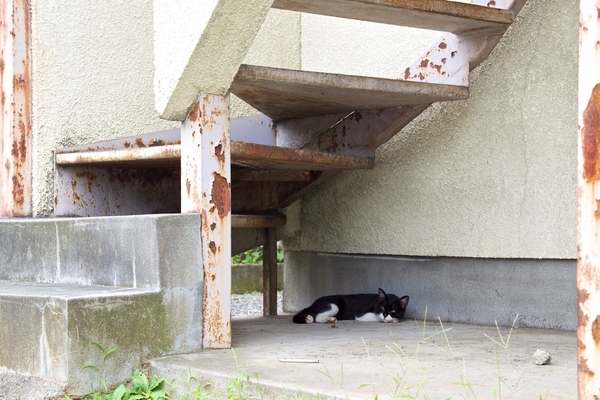 実は古いアパートの階段下は猫の好物。ときどきそこで休んでる姿が見られます。ほどよく日陰でほどよく涼しいのでしょう（2013年8月 オリンパス OM-D E-M5）