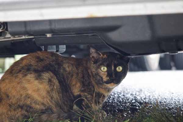 先日、栃木県の足尾銅山近くで見つけたサビネコ。雨だったので地面が濡れてる。この猫は口元に注目。おっさんみたいで最高（2014年8月 オリンパス OM-D E-M1）