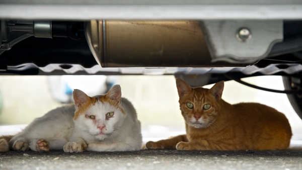 Ascii Jp 夏の風物詩 車の下で猛暑をしのぐ猫たち 1 2