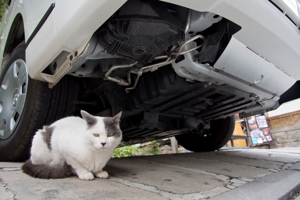 Ascii Jp 夏の風物詩 車の下で猛暑をしのぐ猫たち 1 2