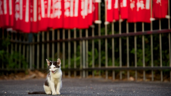 愛知県知多地方のとあるお稲荷さんで。子猫も含め猫がたくさん現われたので、文字通り這いつくばって撮ってみた（2014年8月 ニコン D600）
