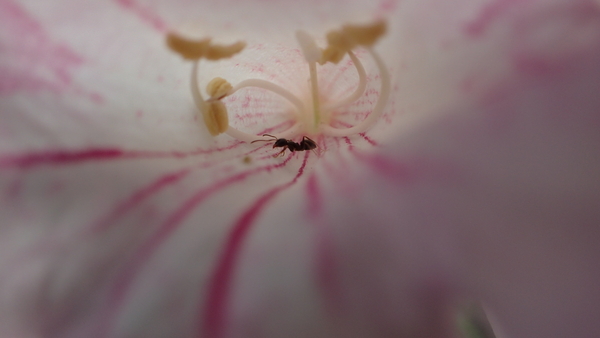 ユリの花の中に逃げ込んだ蟻を追いかけてみた