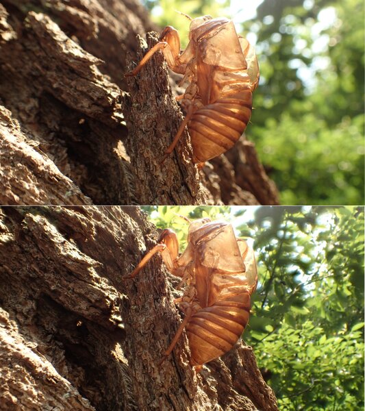 蝉の抜け殻の背景まできれいに撮影できている「深度合成モード」（下の写真）