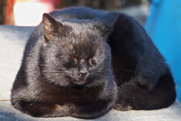 真っ黒な猫が目を閉じて香箱を作ってると、もうこのように日差しが当たってくれない限り、単なるまっくろくろすけ的な何かである。丸まった両手が可愛い（2014年2月 オリンパス Stylus 1）
