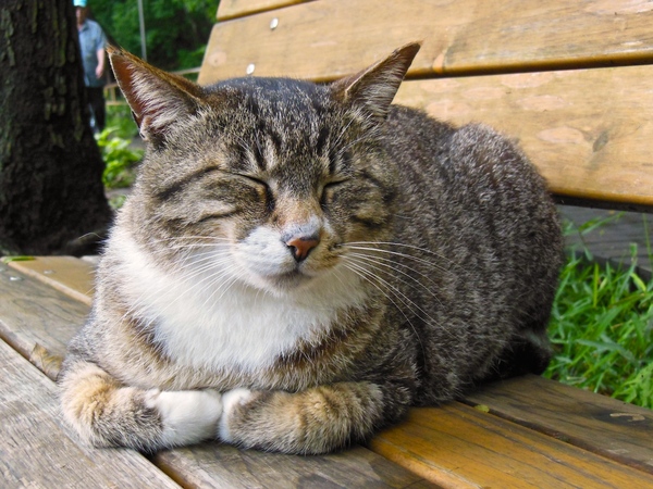 くるんと手をまるめて香箱状態になってる猫。公園のベンチの上でくつろいでおり、人慣れしてて近づいてもぴくりともしないのであった（2012年6月 ニコン COOLPIX S9300）