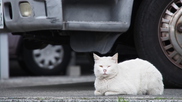 トラックの脇で両手両足を小さく畳んでくつろいでた白猫。私の気配を感じてか目を半分開けちゃったのが残念。もうちょっとくつろいでてほしかった（2012年4月 オリンパス OM-D E-M5）