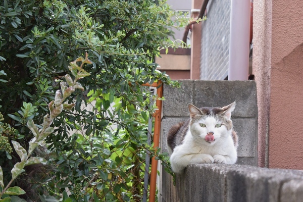 塀の上に座ってる猫。よく見ると両前足が下にぴたっとついてるので、香箱とは言わない。言ってもいい気はするけど、一般的に言わない（2014年6月 ニコン Nikon1 V3）