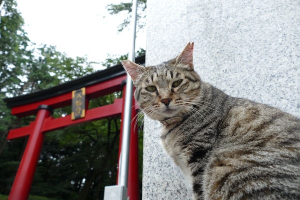 神社の赤い鳥居と猫。神社っぽさを出すにはやはり鳥居が一番ってことで（2014年9月 パナソニック DMC-FZ1000）